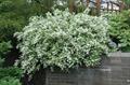 Deutzia gracilis